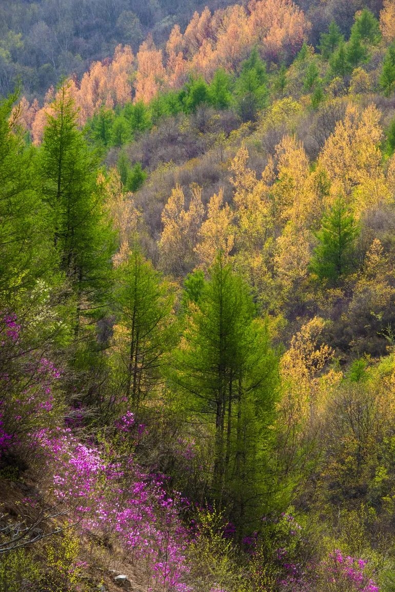 王秀梅-那山那树那一抹红.jpg