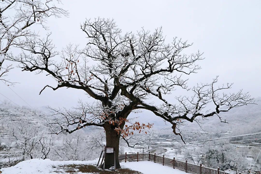 南窖村玻璃树雪景.jpg